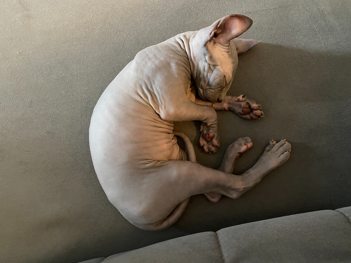 Маленькая Эль (2 месяца), когда она только появилась у нас