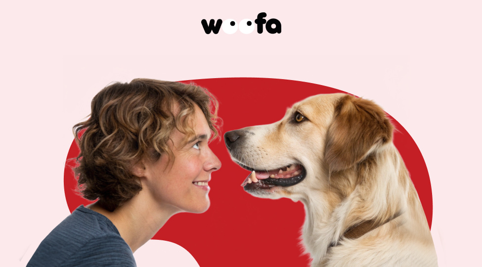 Почему собака смотрит вам в глаза: это не всегда про любовь