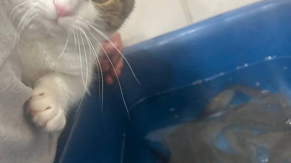 Признавайтесь кто что будет готовить на выходных