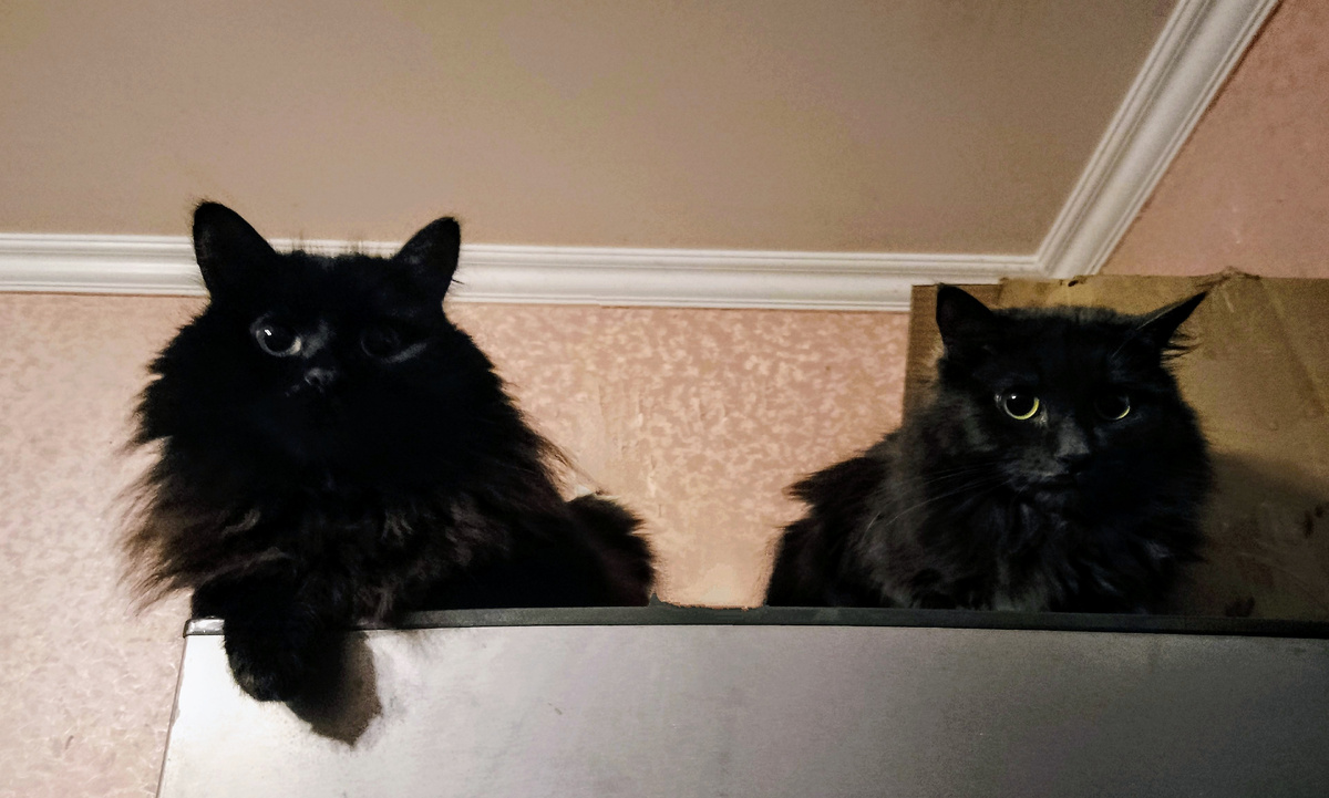 Кузя с Варей тоже вырабатывают Fel d 1