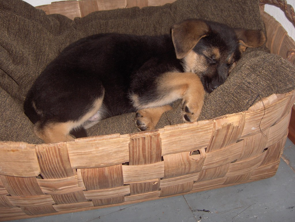 Первое впечатление обманчиво, понаблюдайте пару дней. Возможно, ваш «Тихон» — настоящий «Ниндзя»