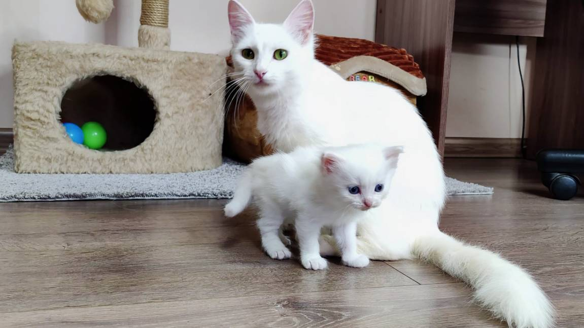 Вы назвали ее Клеопатра, но ее трон — это коробка, а подопечные — ваши тапочки.