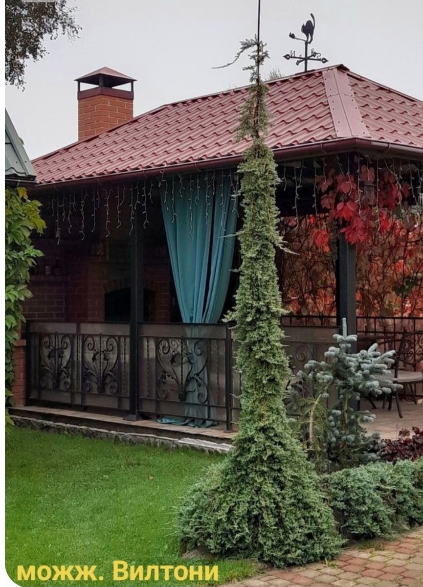 В моём саду не сильно много места, на 11 сотках не размахнуться. А хвойные люблю и хочется чего то необычного. Увидела как то в интернете картинку, вроде хвойное, высокое и с узким габитусом. Оказалось это можжевельник, сформированный на опоре. Есть несколько сортов, которые пригодны для вертикальной формировке, я выбрала Вилтони. Это очень красивый сорт с серебристо голубоватой хвоей на свежих приростах и ярко зелёной на более взрослой. Он очень податливый, за год формировки самостоятельно может держать вертикаль. Опору устанавливаем нужной нам высоты , как только можжевельник вырастает до конца опоры, отпускаем ветки в свободное плавание и он начинает красиво расти вниз, добавляя плакучести нашему дереву. Можжевельник любит солнечные места, в сильно засушливое время любит дождевание. Очень морозоустойчивый сорт до -40. Если его не формировать, хорошо растёт  как почвопокровное растение, в высоту достигает от 10-20 см, а в ширь разрастается до 2 метров плотным ковром. Сегодня 5 декабря, а мне пришёл мой можжевельник. Прикопаю в саду на зиму и весной сразу при высаживании установлю опору. А что из этого получится буду выкладывать в  своём телеграм канале. Подписывайтесь и смотрите, что из этого получилось. Ссылку оставлю в комментариях. 