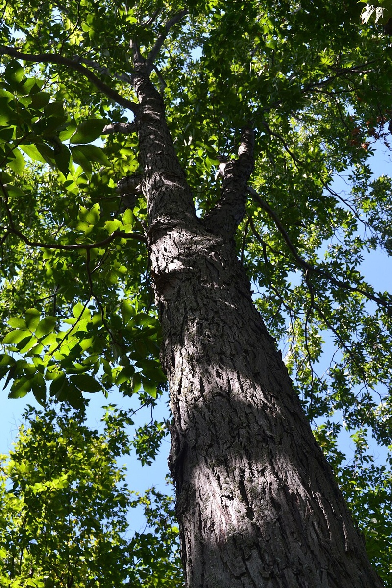 Само дерево карии. Как и многие деревья в Северной Америке оно огромное, и достигает в высоту 60-65 м! Растут до сортового состояния очень долго, 2-3 столетия
