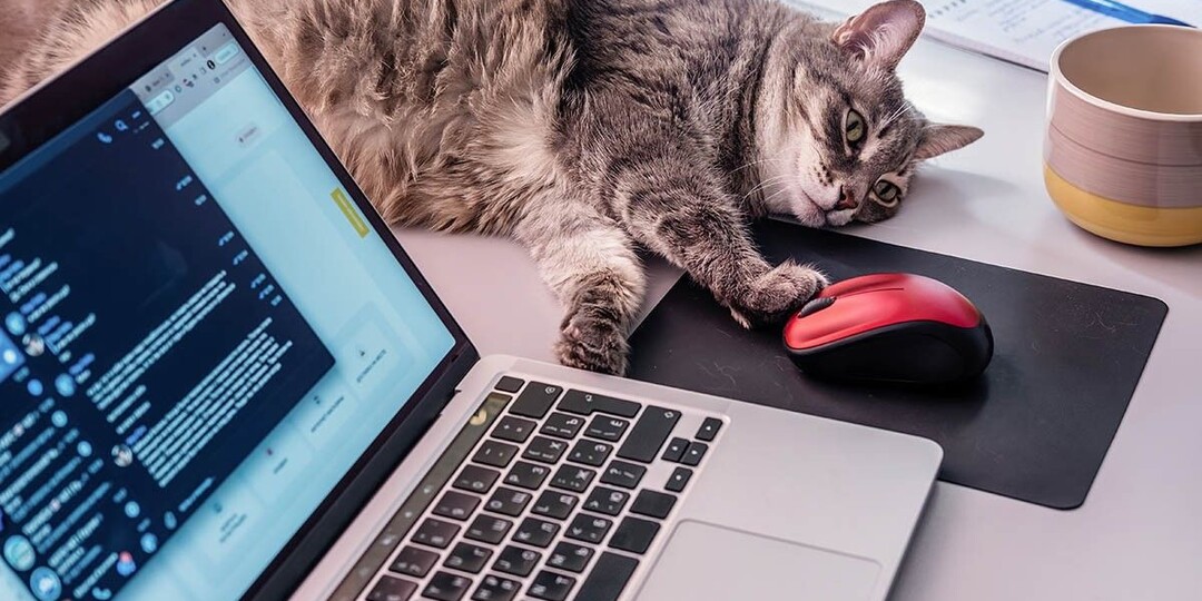 Как подключить беспроводную мышь к ноутбуку и компьютеру