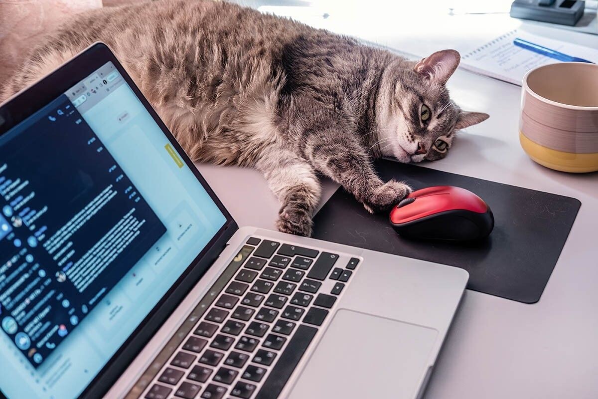 Как подключить мышку к ноутбуку. Источник: AnnaTamila / Shutterstock / FOTODOM📷
