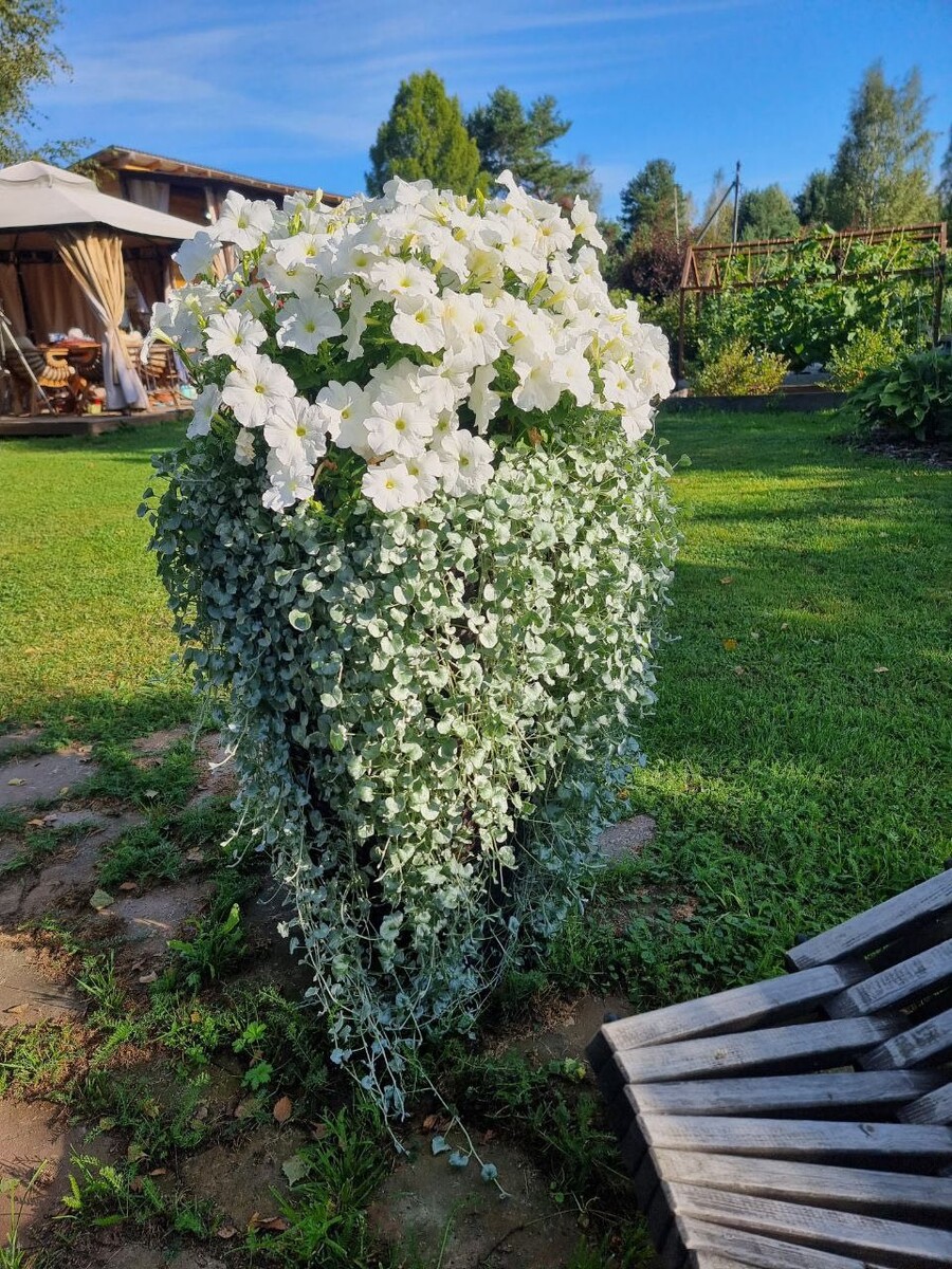 Как вырастить дихондру