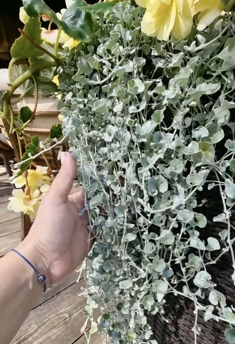 дихондра силвер фоллс