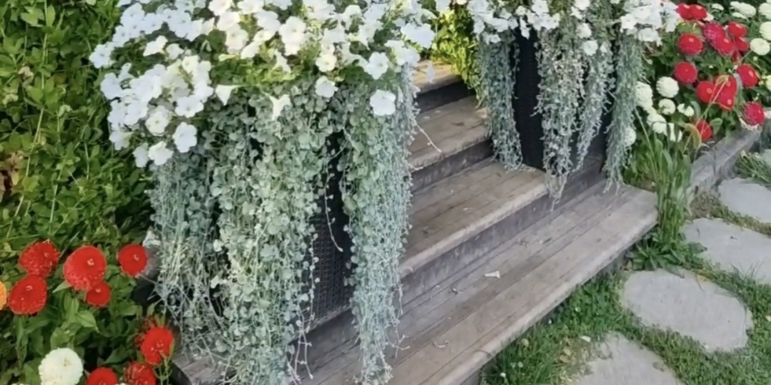 Дихондра: живой водопад на балконе и в саду. Как вырастить из семян густые каскады без ошибок.