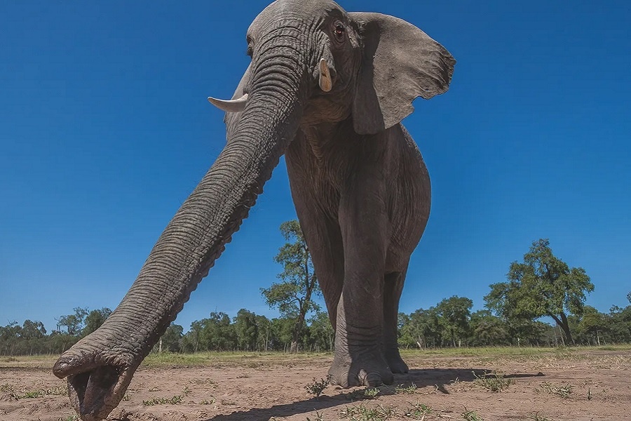 Хобот африканского слона. Фотография из интернета.