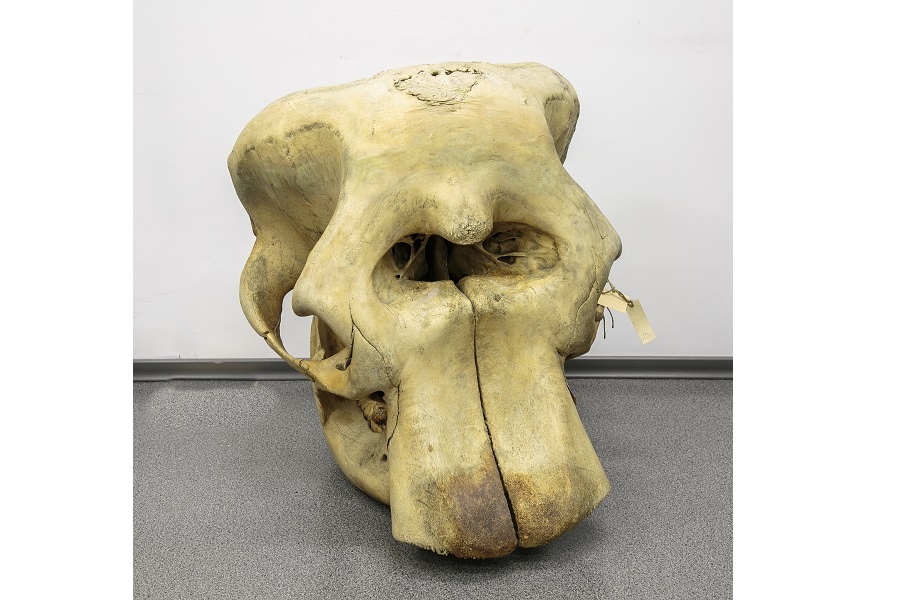 Череп слона. Экспонат из коллекции Дарвиновского музея