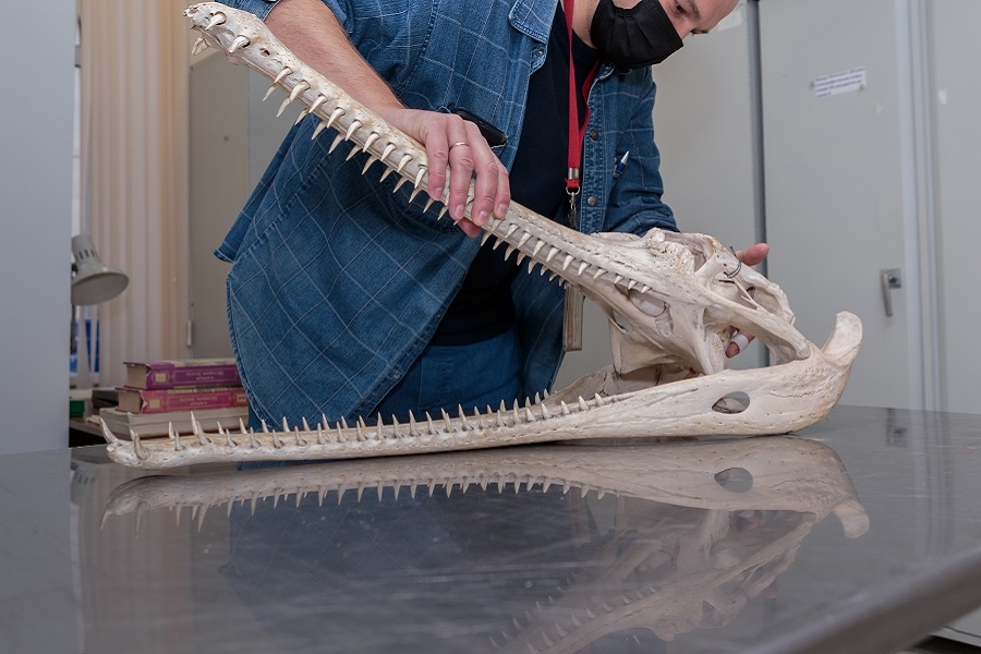 Череп гавиала. Экспонат из коллекции Дарвиноского музея