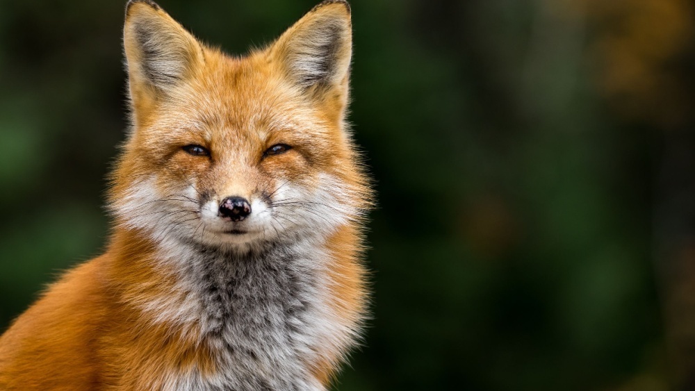     Фото: RT Images/Shutterstock/FOTODOM