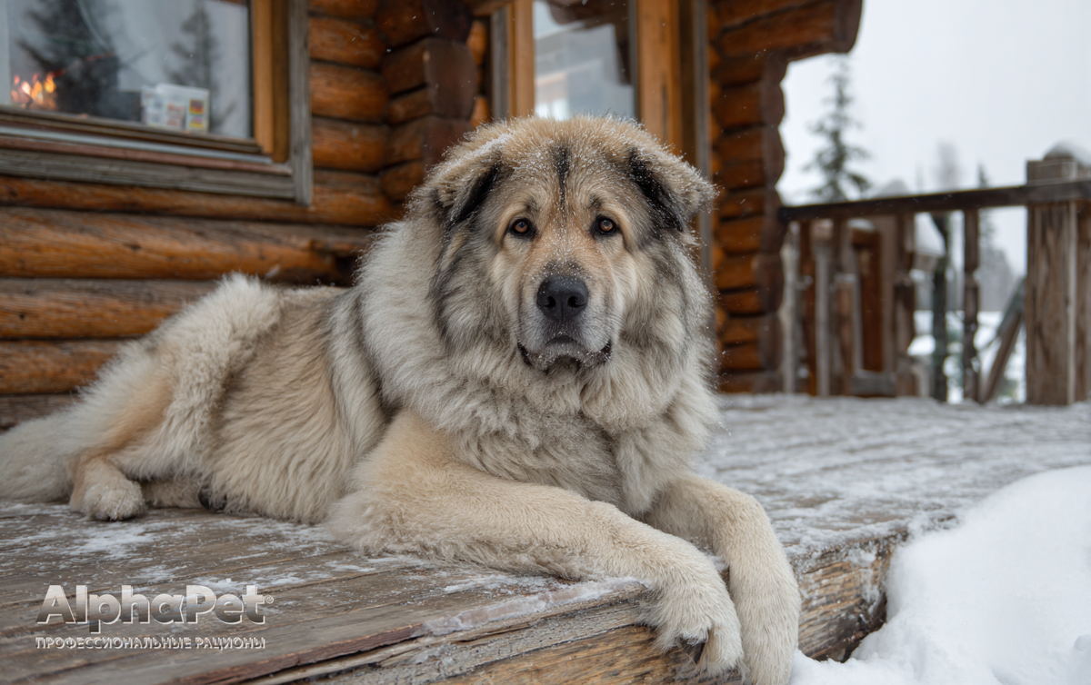 Кавказская овчарка: автономная система безопасности / Изображение: AlphaPet