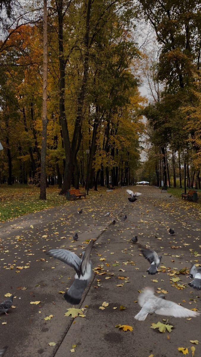 осенняя суета