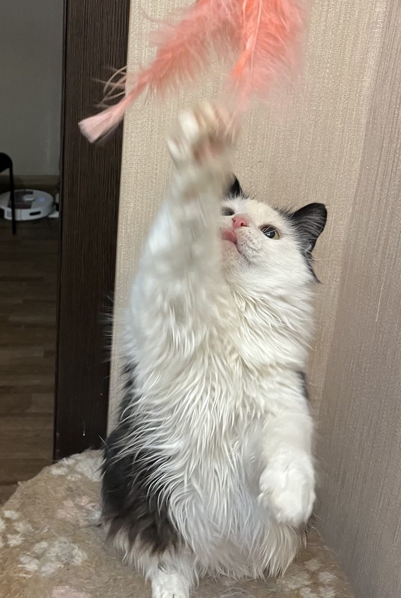 А это просто Лизонька с последней нашей фотосессии. Смотрите, как она старается поймать перышки, даже язычок от напряга высунула 😂. Ксюше сказала, что у этой кошки есть поклонники в моем блоге. Она ответила, что главный Лизин фанат - это я 😂. Я просто в то время, пока говорила, кошку на руках держала. И сто ласковых слов в минуту ей говорила. И по шейке гладила. Клякса обожает это дело. 