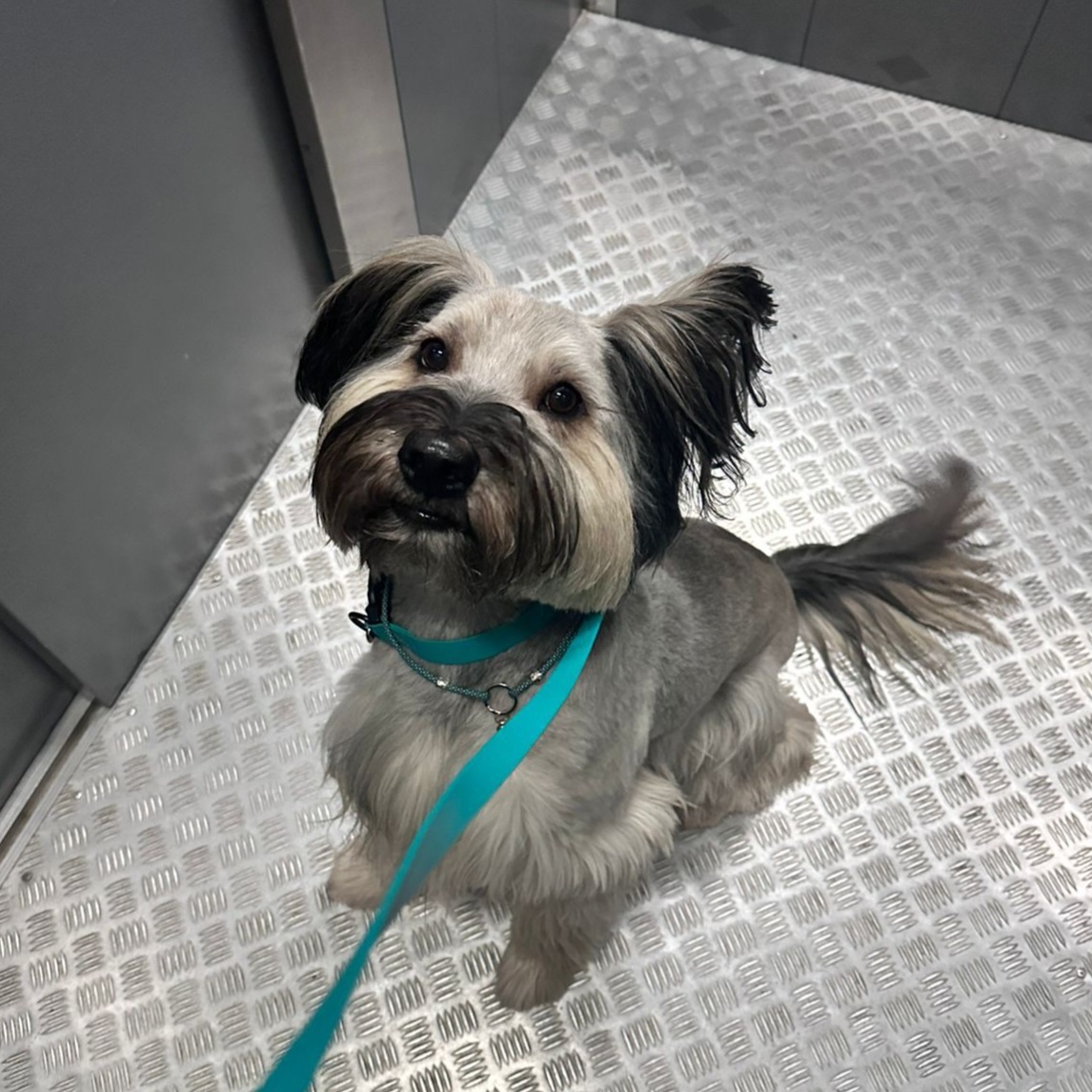 Лахен в лифте. Фото из личного архива моей дочери. Опубликовано с разрешения автора