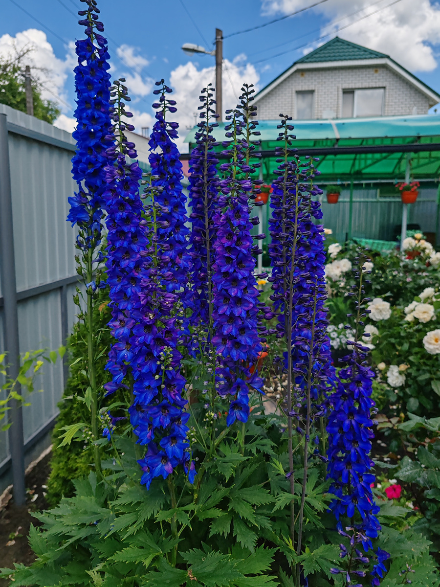 Дельфиниум, с которого собирала семена