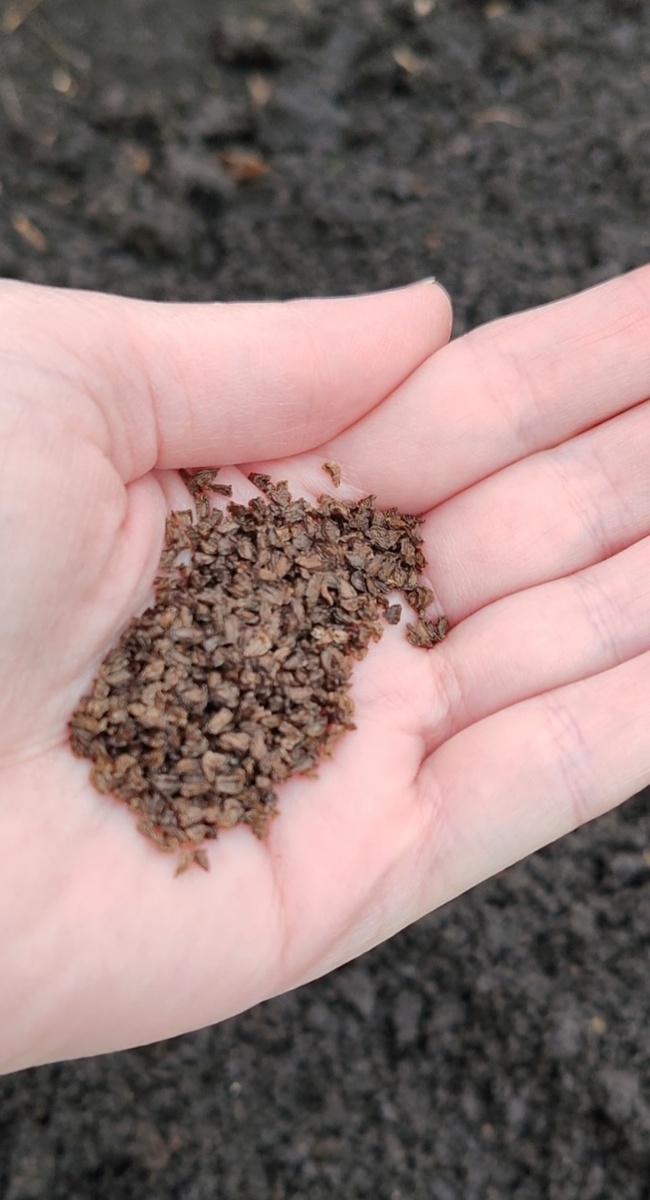 Семена дельфиниума