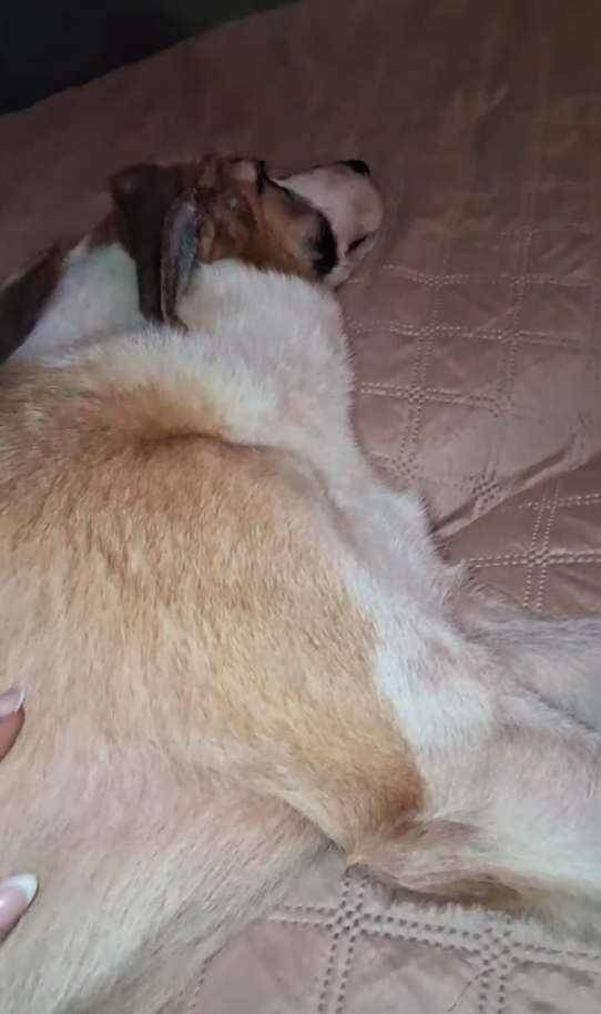 Хануша отказывался от еды