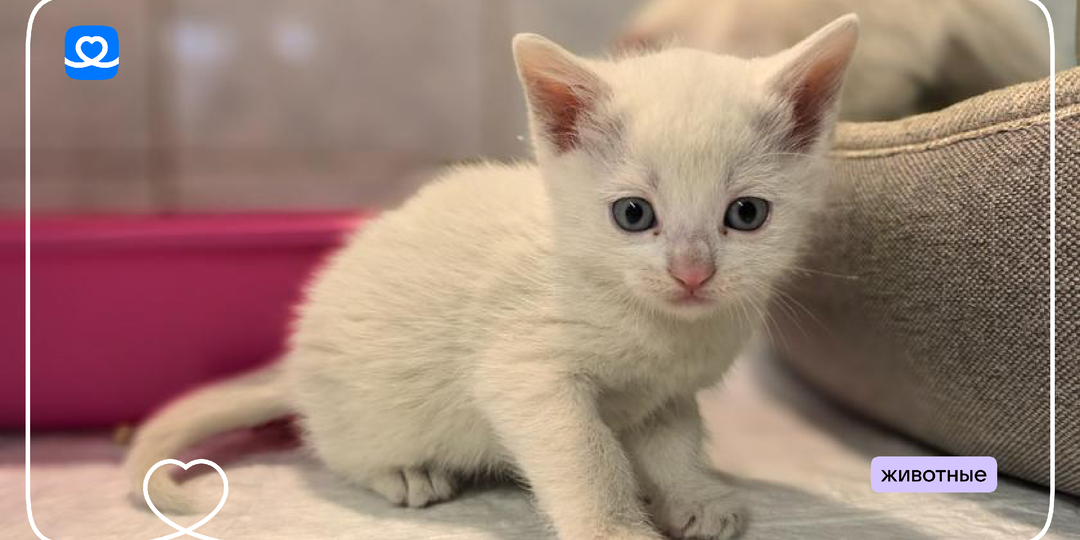 Защитим сотни бездомных животных от паразитов