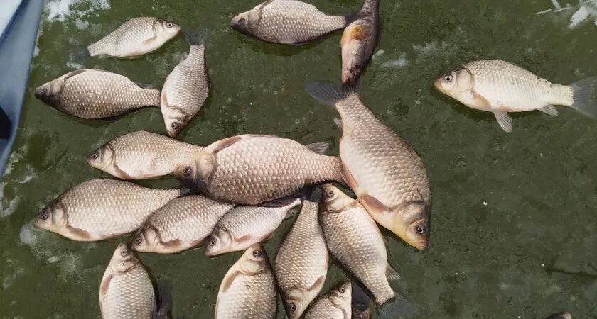 Фото: Группа ВК "Рыбалка В Кургане 45 RUS"