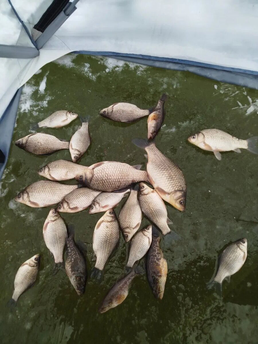 Вот такой вот улов. Фото: группа "ВКонтакте" "Рыбалка В Кургане 45 RUS"