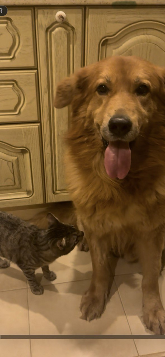 это моя собакак Рольф!