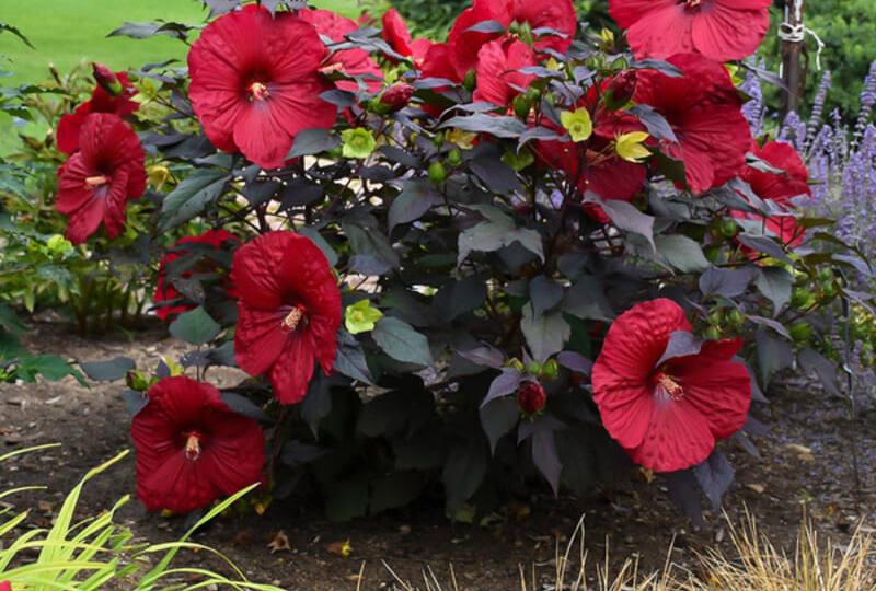 Сад мечты за одно лето: 12 цветов-спринтеров, которые растут как на дрожжах и цветут божественно