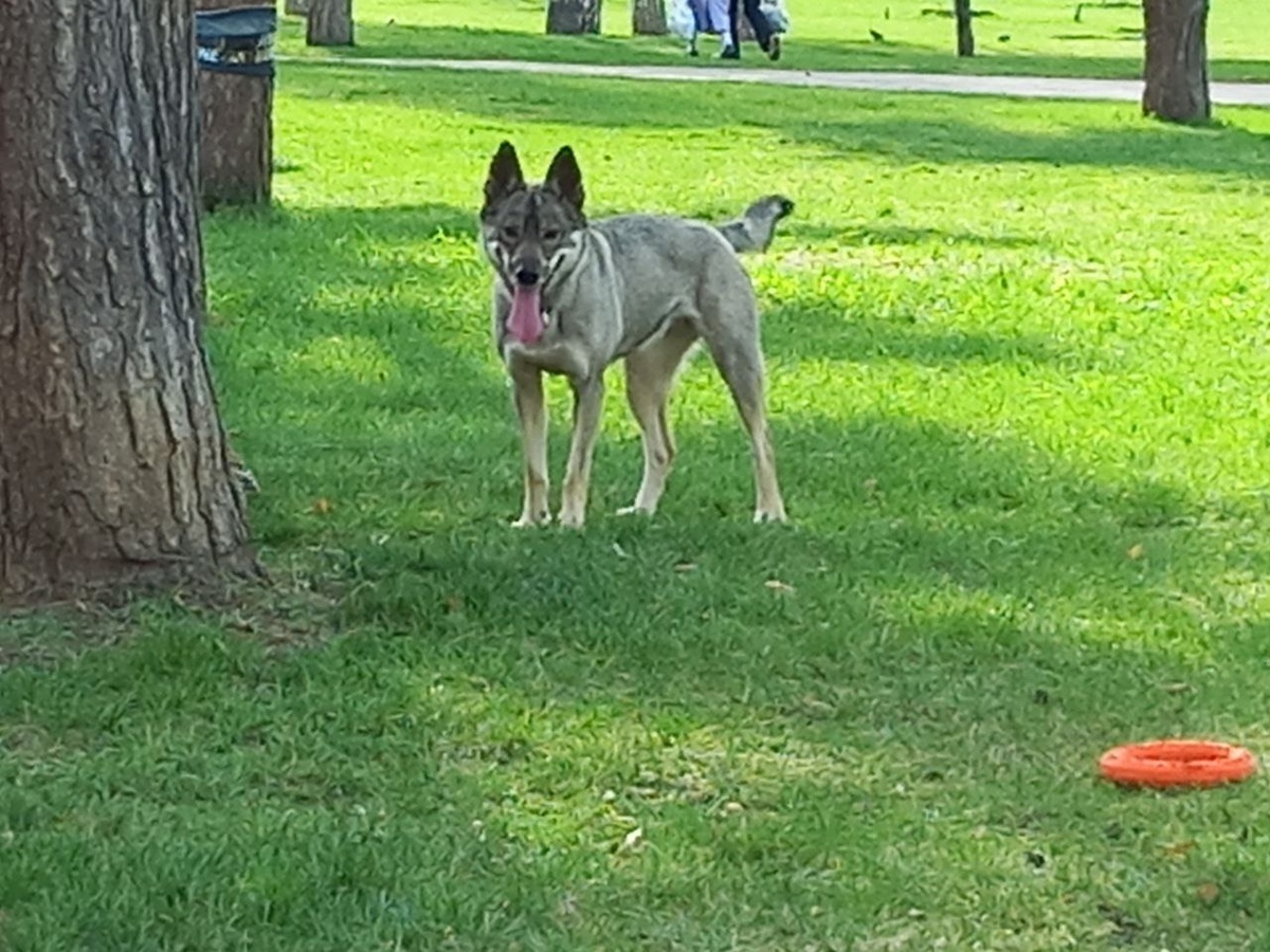 Не знаю, кто у Вилки в родне, но до года она довольно ловко забиралась на деревья. Правда слезать так и не научилась и оставила эту традицию