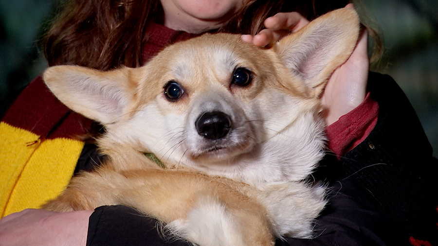 История с выброшенной в мусорку корги получила счастливый конец