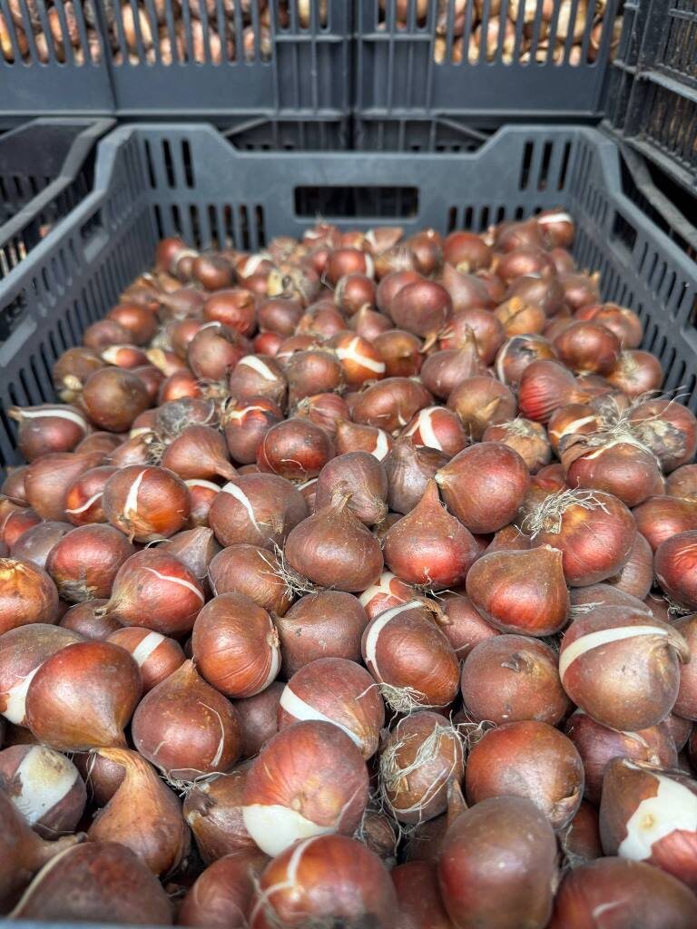 Фото здесь и далее: пресс-служба Северо-Западного межрегионального управления Россельхознадзора