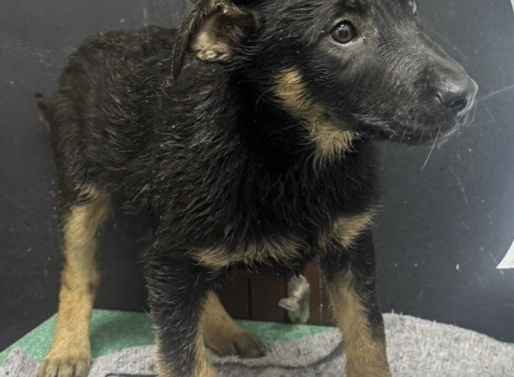 Выловлен тонущий щенок! Весь дрожит, мокрый, Некуда девать