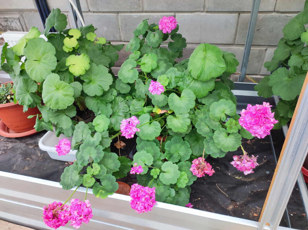 У меня на даче есть отапливаемая теплица. Вот такая там весна)