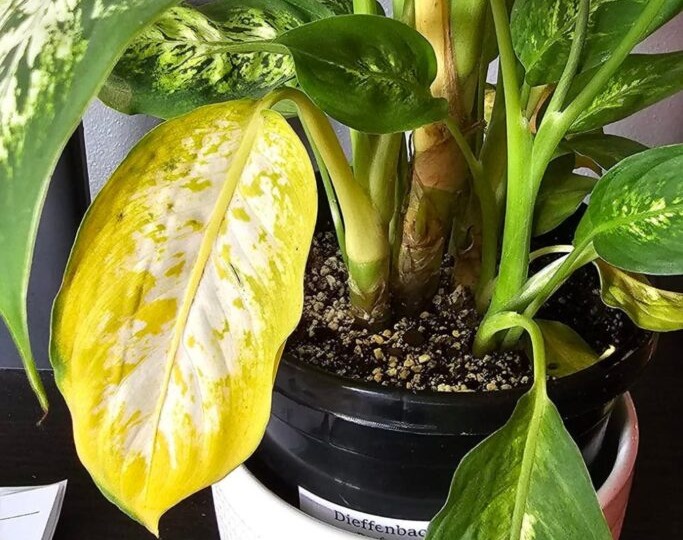 Желтеют листья у диффенбахии? Вот что нужно делать