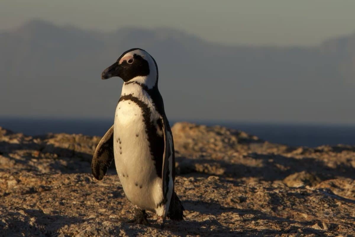    Очковые пингвины / © The Washington Post