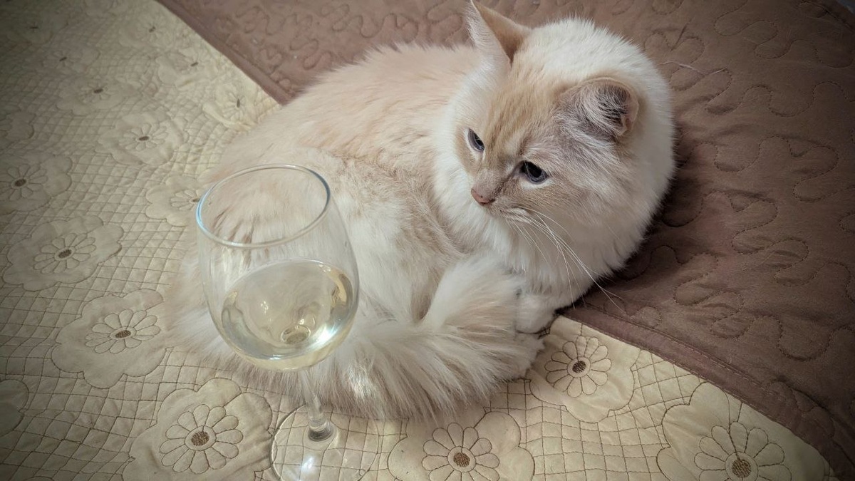 Пушистый дегустатор