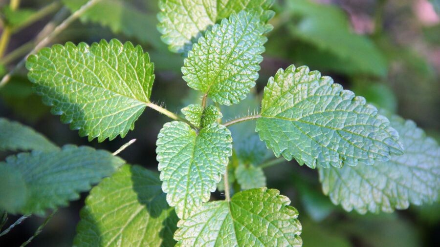 Проращиваем семена мелиссы. Сколько времени потребуется.