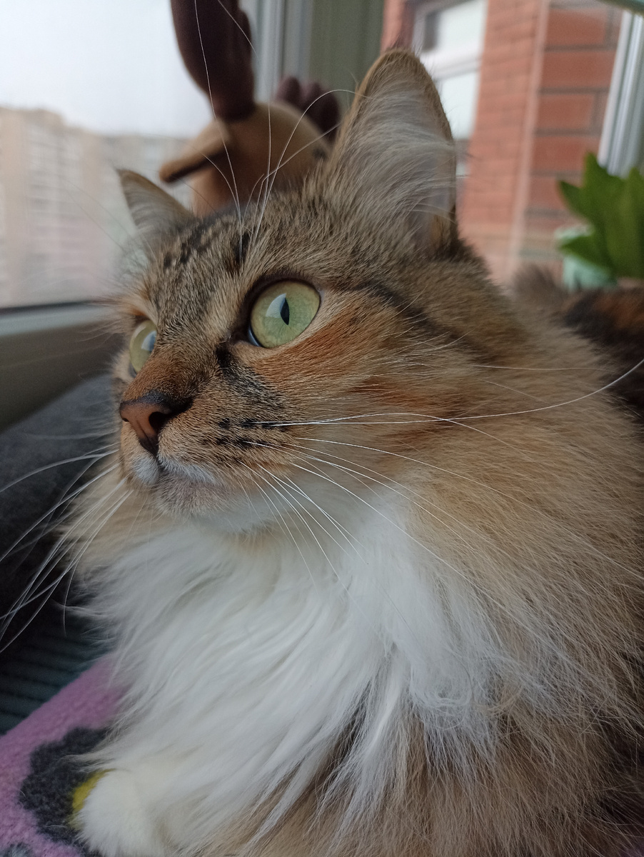 Основатель КотоСтудии)) 