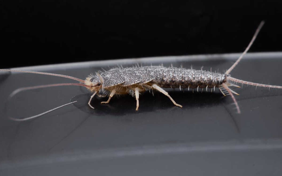 "Давно не брилась, может пора, все равно в ванну иду"