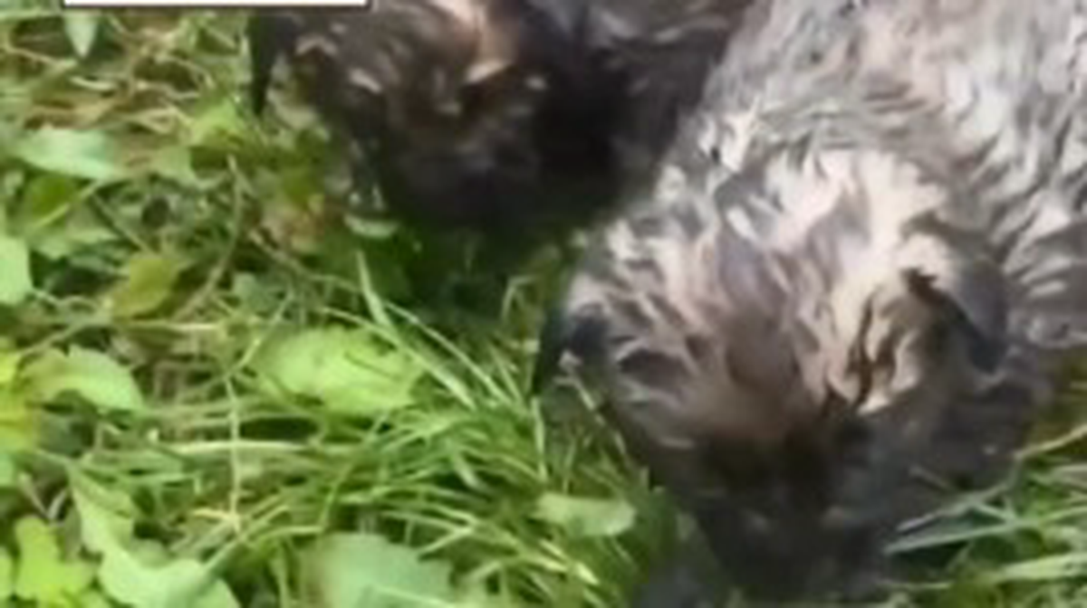    Фото: скриншот / Мослента / Telegram