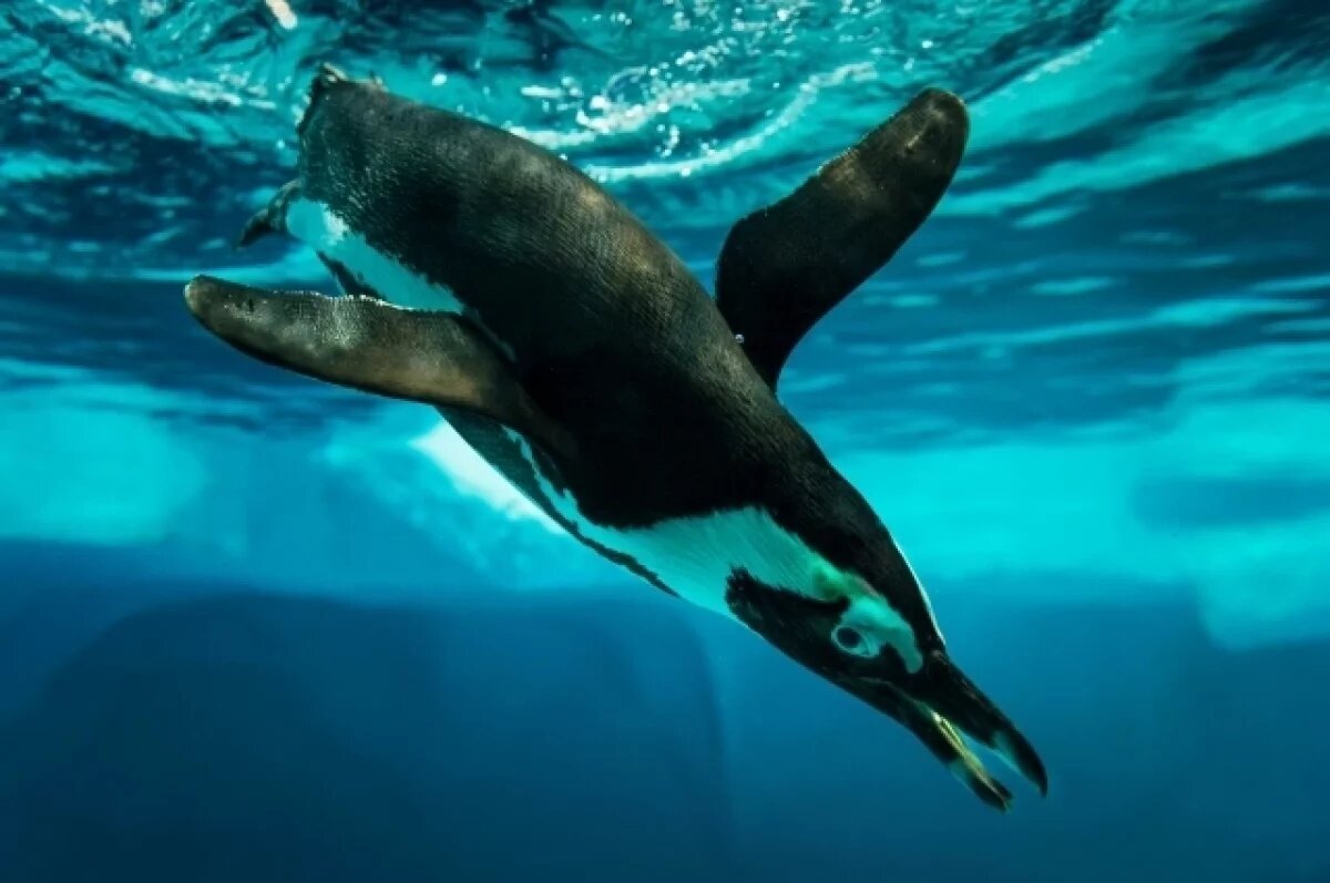    Африканские пингвины могут вымереть из-за нехватки рыбы к 2036 году