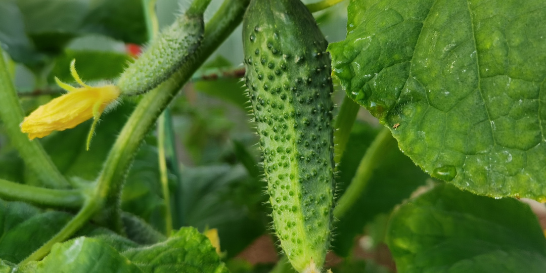 Меняю схему посадки огурцов каждый год. Расскажу про результаты