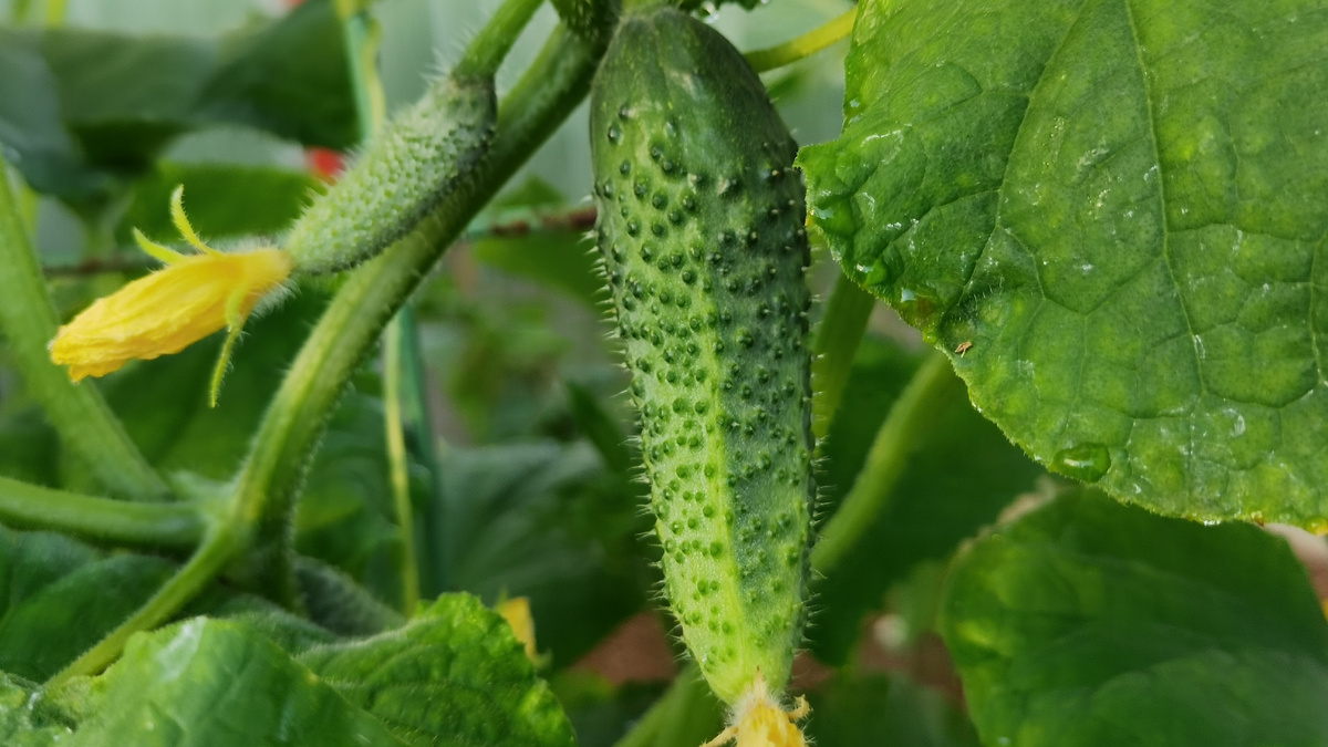 Результат экспериментов с плотностью посадки - урожайность выросла в четыре раза