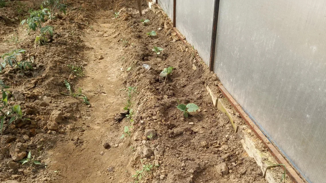 Классическая посадка 50х50 - много свободного места, минимум урожая