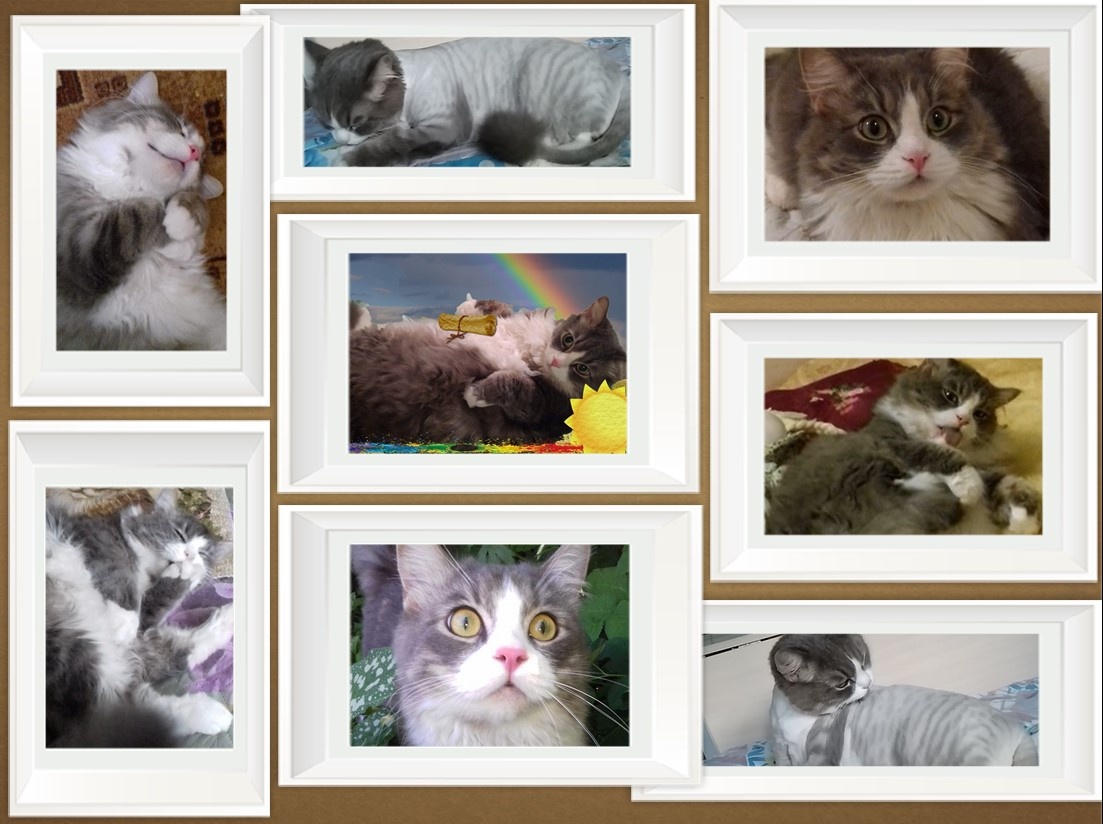 Кот Тимка.  Живёт у Татьяны Игоревны Лебедь.