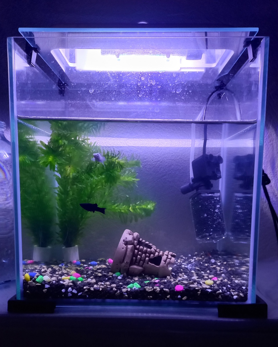Мой аквариум