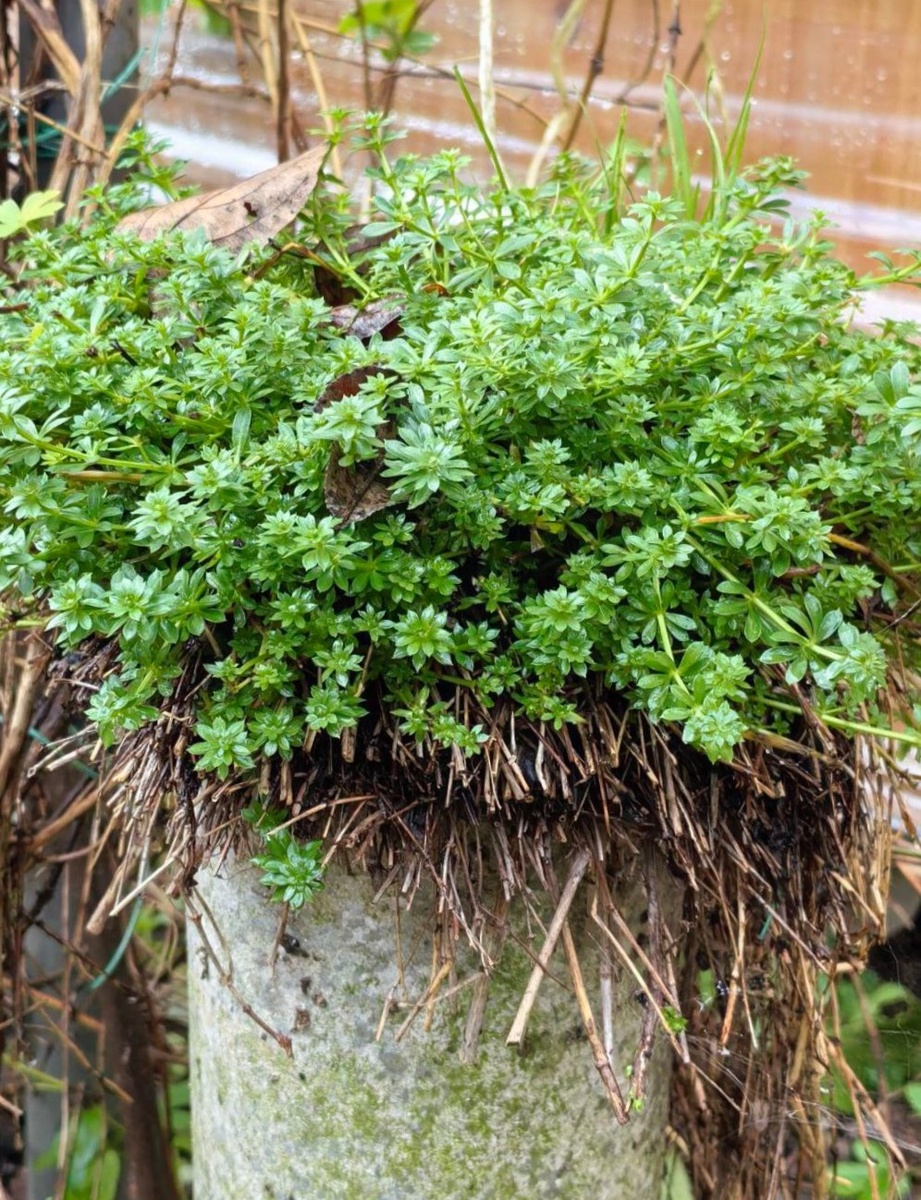 Подмаренник в трубе, растёт в ней около 10 лет