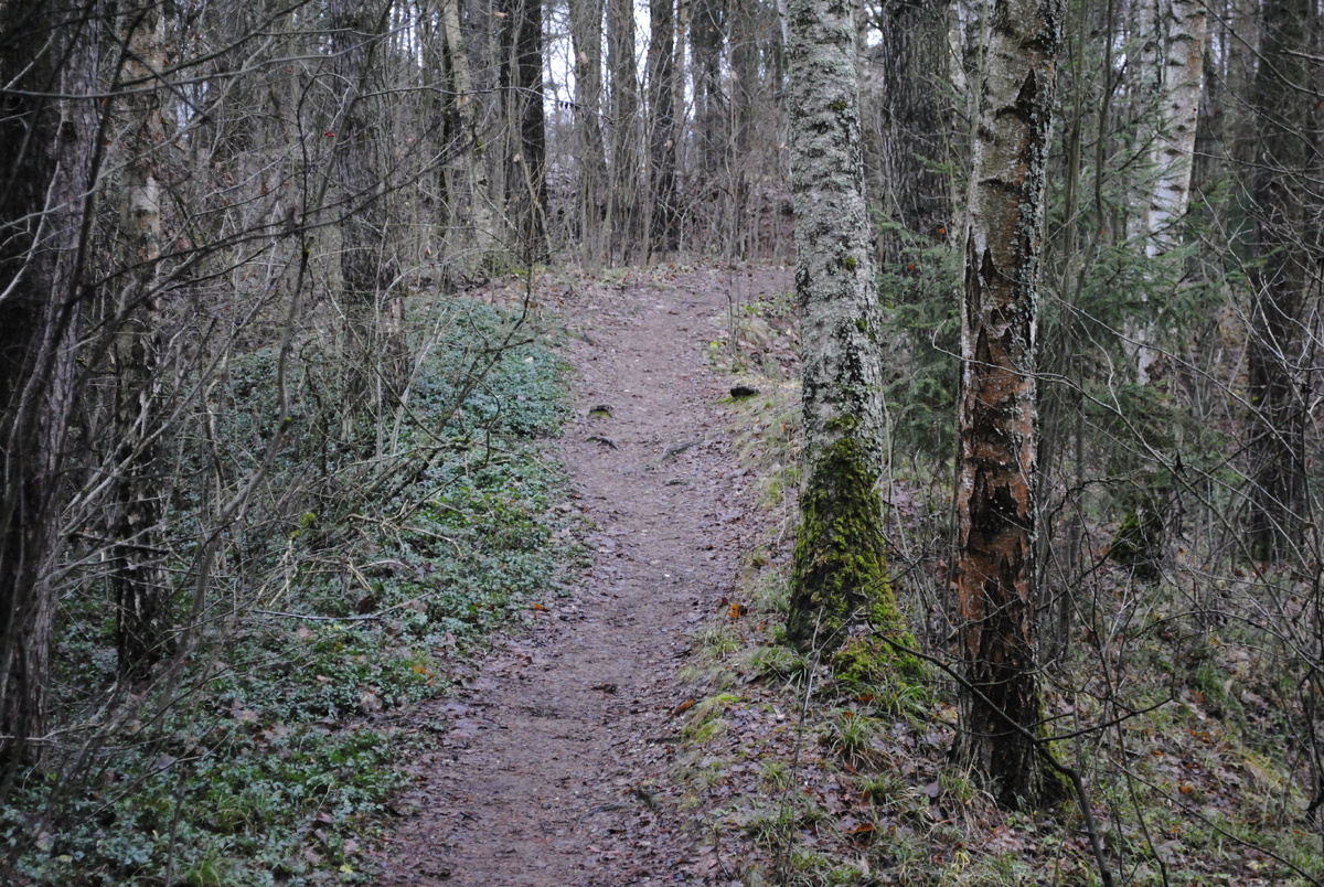 Лесная тропинка у дачи выглядит вполне весенне, если не приглядываться. Бойкая зелень слева - это барвинок 
