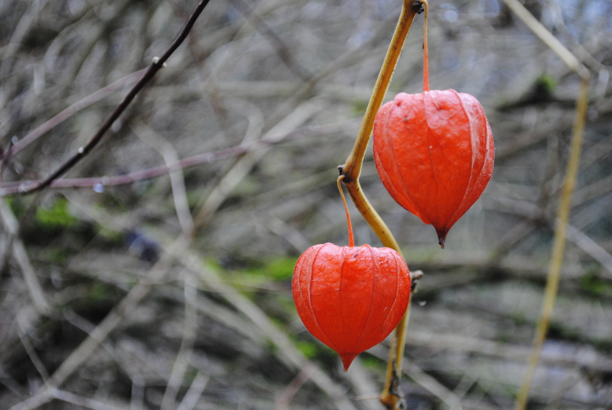 Все фотографии мои, но лесная тропинка общая
